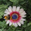 Vivid Arts - Hanging Zulu Daisy/Bee - HGF-026