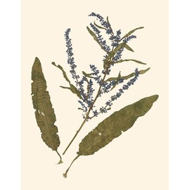 ArtDirect Vision Studio 20x24 Gallery Wrapped Canvas Museum Art Titled: Pressed Botanical IV