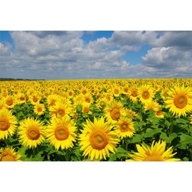 AOFOTO 5x3ft Spring Sunflowers Backdrop Natural Yellow Flowers Field Rural Ranch Background for Wedding Idyllic Countryside Farmland Photography Backdrop Kid Child Art Portrait Photo Studio Props