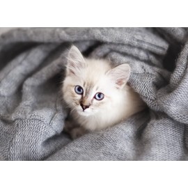 artissimo, PE6686-PA Design Poster on Wood, Approx. 20 x 30 cm, Decorative Panel: My Kitten, Picture, Deco Panel, Wall Picture, Wall Decoration, Cat, Cat Baby