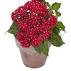 Outsidepride Red Pentas Seed - 50 Seeds