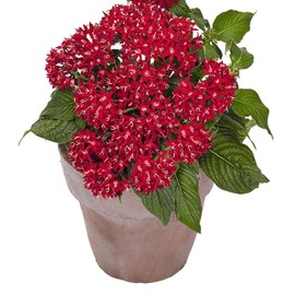 Outsidepride Red Pentas Seed - 50 Seeds