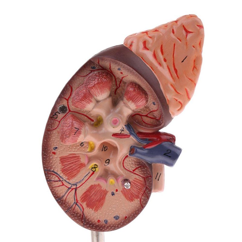 Kidney Model Anatomy Normal Human Anatomical Teaching Doctors Office Educational