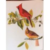 Northern Cardinal or Cardinal Grosbeak Audubon Print 15" x 11.5"