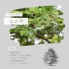 【Premium Aroma Essential Oil as a Gift】 Hinoki 【100% Natural