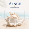 Natural Conch Shell, Real Large Conch Shell, Sea Shells for