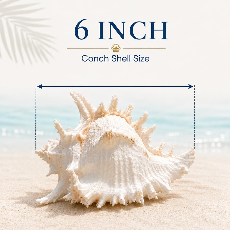 Natural Conch Shell, Real Large Conch Shell, Sea Shells for