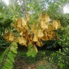 HouWanA Fruit Protection Bags 100pcs Cover Bags 9X11.8inch, for Fruit