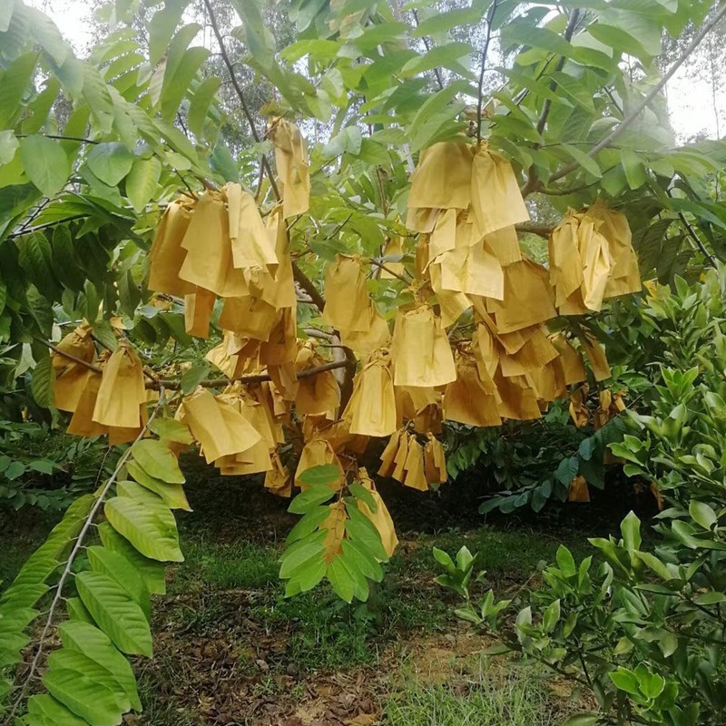 HouWanA Fruit Protection Bags 100pcs Cover Bags 9X11.8inch, for Fruit