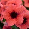 Outsidepride Papaya Periwinkle Seeds for Planting – 100 Pcs Annual,