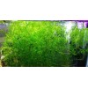 Guppy Grass – Floating Aquarium Plant – Buy 2 Get