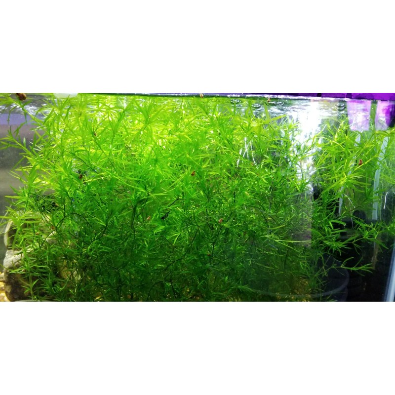Guppy Grass – Floating Aquarium Plant – Buy 2 Get
