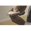 MUJI Travel Plug Adapter Travel Plug Adapter 18365739 White