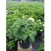 Hydrangea arb. 'Annabelle' (Smooth Hydrangea) Shrub, white mophead flowers, #3