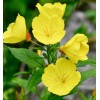Mother Nature's Seeds EVENING PRIMROSE Native Heirloom Oenothera Wildflower Yellow
