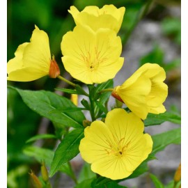 Mother Nature's Seeds EVENING PRIMROSE Native Heirloom Oenothera Wildflower Yellow Non-GMO 1000 Seeds!