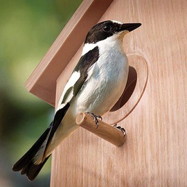 Accrie Outdoor Wooden DIY Bird Nest Cage Bird Feeder with Suction Cup Window Decorations