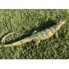Monitor Lizard Replica - Green - Realistic PVC AAA