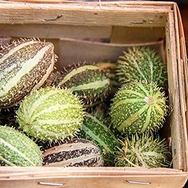 Cucumber Seeds - West Indian Gherkin - 1 Oz ~950 Seeds - Cucumis sativus - Farm & Garden Vegetable Seeds - Non-GMO, Heirloom, Open Pollinated, Annual