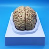Learning Resources Human Brain Anatomical Model, Anatomically Accurate Brain Model