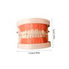 Ciieeo Standard Teeth Model for Teaching Study Supplies Tooth Brushing