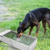 Stainless Steel Cattle Drinking Bowl, Horse Cattle Drinker, Automatic Drinking