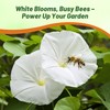 Outsidepride Pearly Gates Morning Glory Seeds - 250 pcs Annual