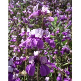 Buy Rare Seeds Collinsia heterophylla| Chinese Houses| 200_Seeds