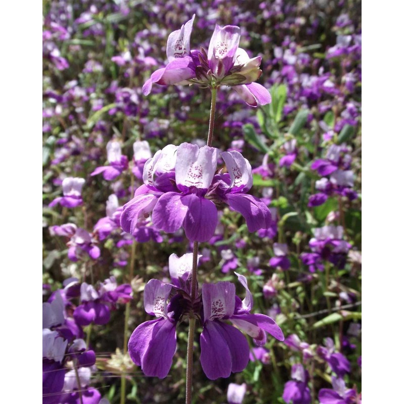 Buy Rare Seeds Collinsia heterophylla| Chinese Houses| 200_Seeds