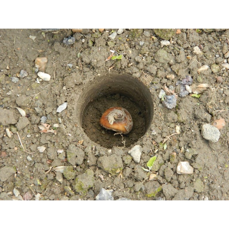 W0474 Garland Heavy Duty Bulb Planter (Short Handled)