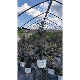 Live plant from Green Promise Farms Sambucus nigra Strait-Laced (Elderberry) Shrub, 3-Size Container, Pink Flowers