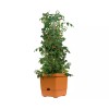 Hydrofarm Self-watering planter Tower Tomato tree Expands to over 3-feet