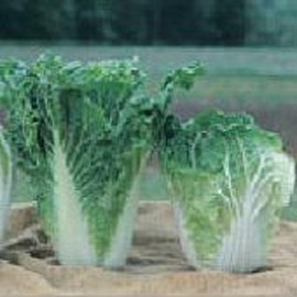 Rubicon Chinese Cabbage Seeds (25 Seed Pack) Seeds for Planting in Gardens, Greenhouse, Farm, Vegetable Seeds
