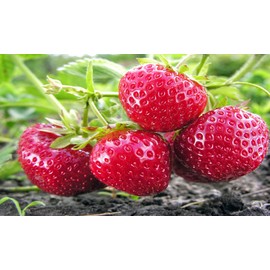 10 Honeoye Strawberry Fruit Plants - INCREDIBLY SWEET BERRY! - (Pack of 10 Bare Root Plants) Zone 3-8. Organic grown in USA.