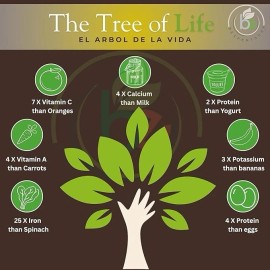 BEXPERTSUSA Store Moringa Seeds (Semillas) – 3.5 oz (Approx. 350 Seeds) – Premium Moringa Oleifera