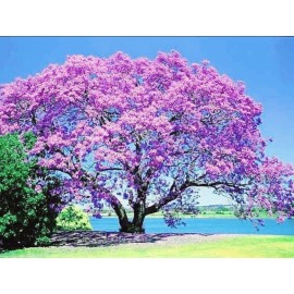 Seed-Top 450 Royal Paulownia Empress Tree Seeds Paulownia Elongata Fastgrowing Forest Tre