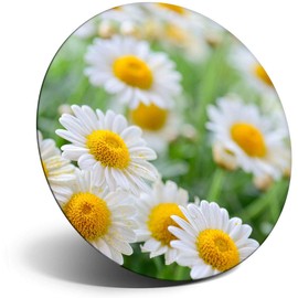 Destination Vinyl ltd Magnet for Refrigerator, Fridge - Chipmunk Cute Wild Animal for Office, Cabinet and Whiteboard, Magnetic Stickers, 16625