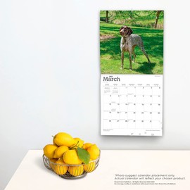 German Shorthaired Pointers | 2023 12 x 24 Inch Monthly Square Wall Calendar | Foil Stamped Cover | BrownTrout | Animals Dog Breeds DogDays