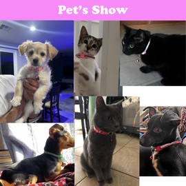 Orange XS Dog Collar with Bell, 2-Pack Cat Collars Reflective Puppy Collar Nylon Soft Adjustable Buckle for XXS XSmall Extra X-Small Tiny Boy Girl Pets Female Male Kitten Yorkie Teacup Chihuahua S