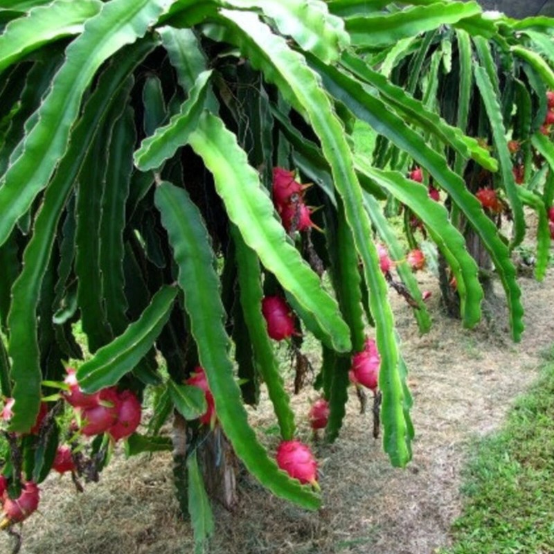 Gardenia Cultivate Enchantment with 200Pcs Dragon Fruit Seeds