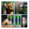 Cepillo Rascador Para Ganado Caballos Y Cabras Duradero 30 C