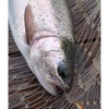 SHIMOTSUKE Salmon for Marine Fishing Ponds 2.5g Spoon Set, Low