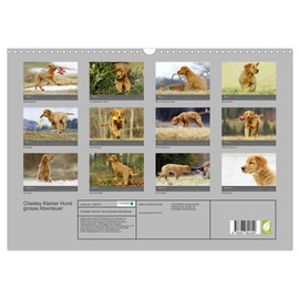 Chesley Kleiner Hund grosse Abenteuer (Wandkalender 2026 DIN A3 quer), CALVENDO Monatskalender: Fröhlicher Wald und Wiesen Streifzug eines Golden Retriever Welpen (CALVENDO Tiere)
