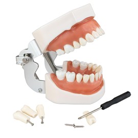 Modelo de Dientes 28 Dientes Dentales Modelo de Dientes Desmontables Modelo de Dientes Estándar Dentista Modelo de Dientes Modelo de Dentadura con Destornillador Pequeño