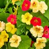 100+ Mix Nasturtium Seeds for Planting-Rare Climbing Flower Attracts Pollinators