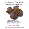 10 Persimmon Tree - Diospyros virginiana Seeds (Organically Grown)