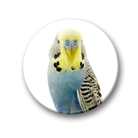 Merchandise for Fans Budgies Budgies Yellow / Blue / Green / White Fridge Magnets [06] for Memo Board Notice Board Magnetic Whiteboard