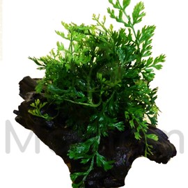 Mainam Mini Bobiltis Planted on Driftwood 2-4" Bolbitis Heteroclita Difformis Live Aquarium Plant Java Fern