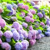 30 Mixed Blue and pink Hydrangea Seeds Giant Snowball Fast
