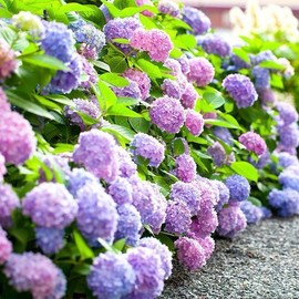 30 Mixed Blue and pink Hydrangea Seeds Giant Snowball Fast Growing Flower
